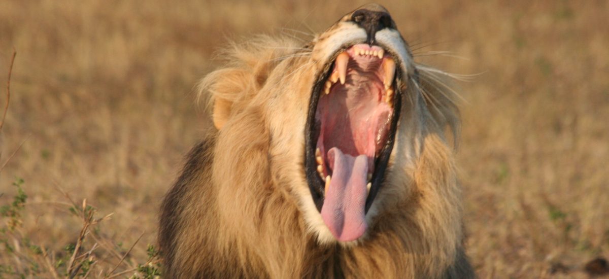 South African Lion Roaring